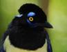 Birding a week in Iguazu